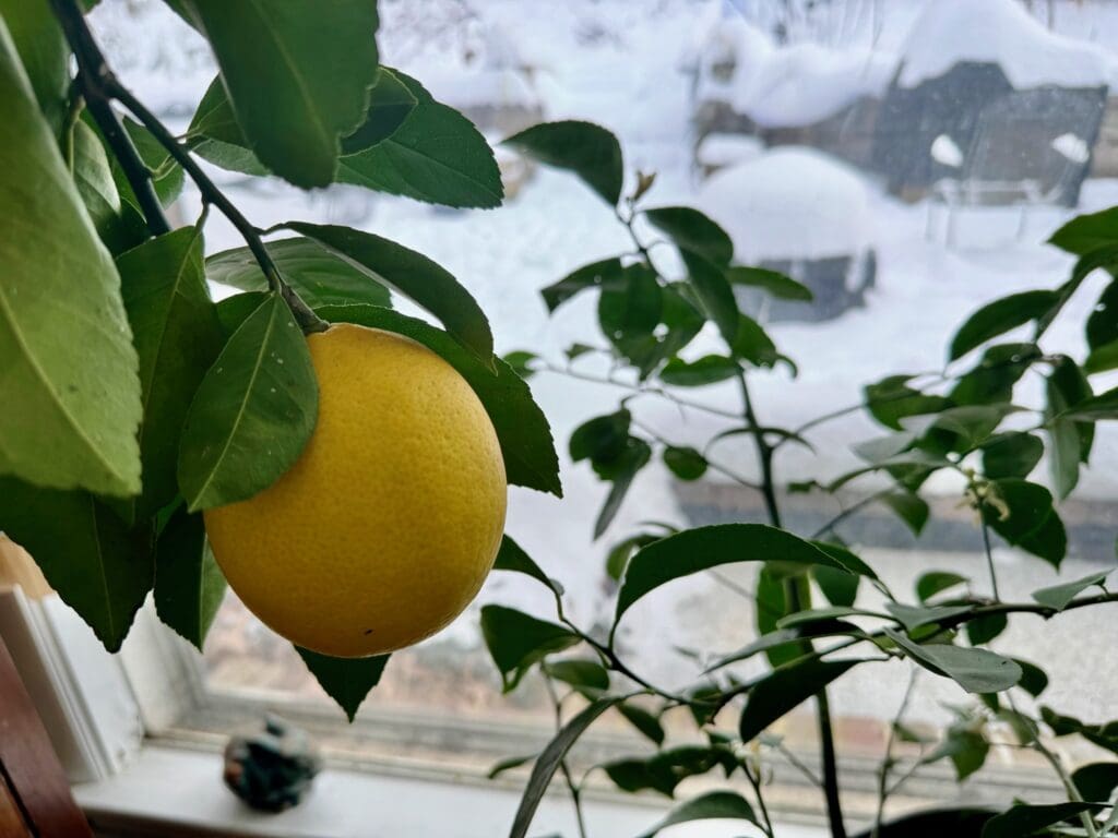 A lemon tree with leaves hanging from it's branches.