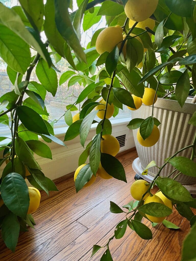 A lemon tree with lots of lemons growing on it.