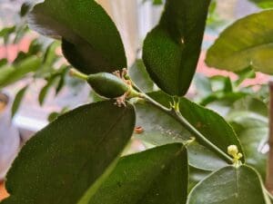 A small lime growing on a tree.