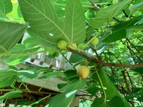 Green fig tree with ripe fruit.