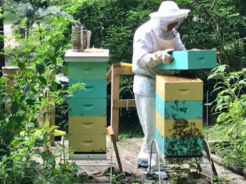 Beekeeper inspecting beehives with bees.