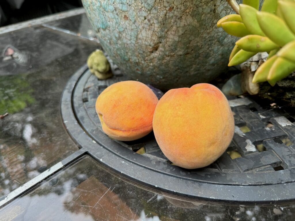 Two ripe peaches on a black table.