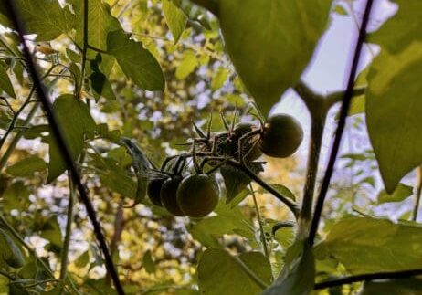 Closeup of green tomatoes on a vine.