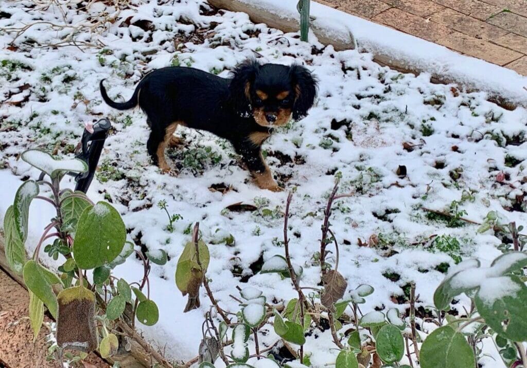 Black puppy standing in snowy garden.