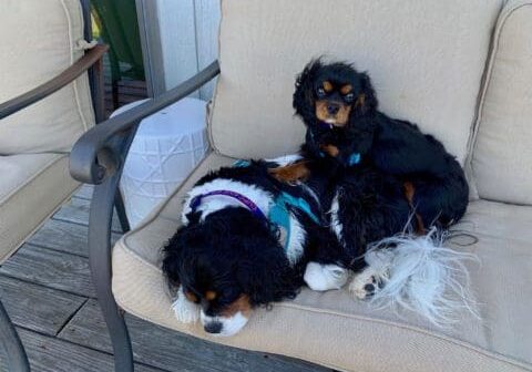 Two black Cavalier King Charles Spaniels on a couch.