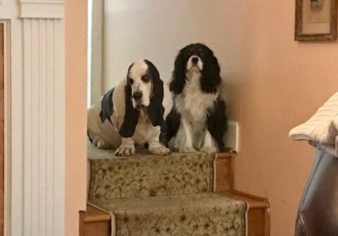 Two dogs sitting on a carpeted staircase.