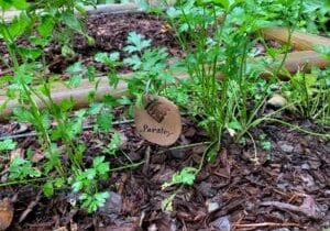 A patch of parsley growing in a garden.