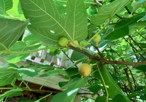 Green fig tree with ripe fruit.