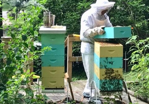 Beekeeper inspecting beehives with bees.