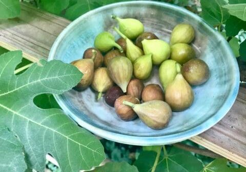 Bowl of ripe green figs on a table.